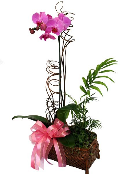 phal_pink_d