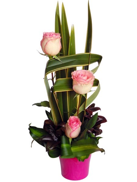 rosa_esp_1